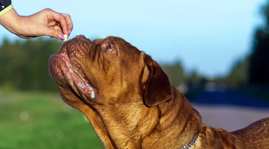 Human Hand Feeding Mastiff a Treat.