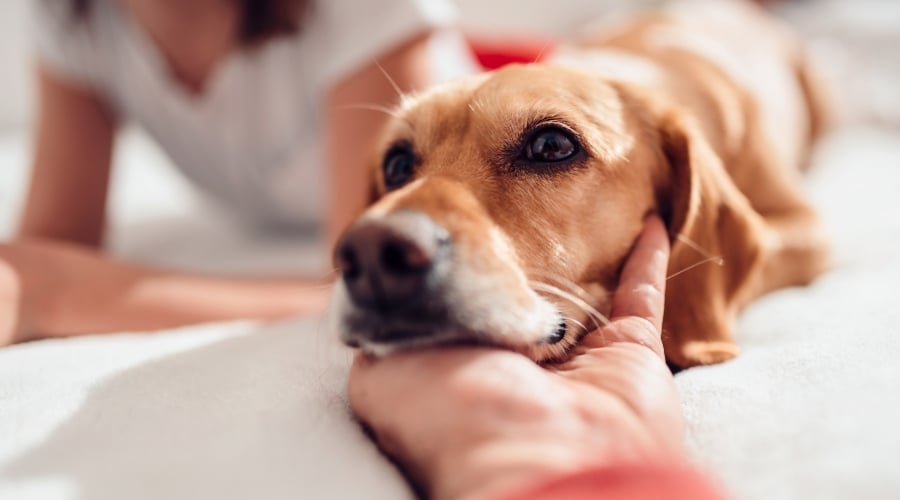 Human Hand Gently Touching the Face of a Dog