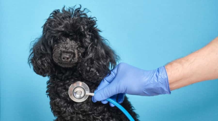 Poodle at the vet.