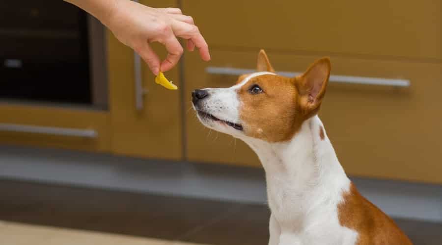 Human Hand Offering Dog Citrus Peel