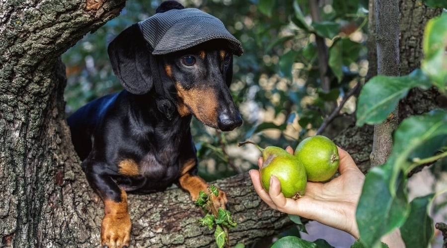 Human Hand Offers Two Pears to Dachshund in a Tree