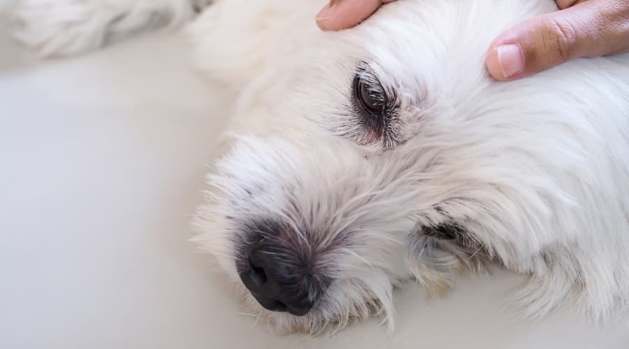 Human Hand Petting White Dog