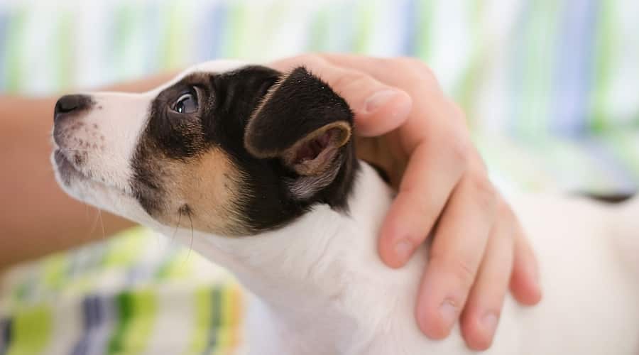 Human Hand Petting Young Puppy