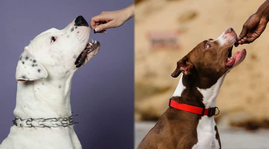Human Hands Feeding Dogs a Treat