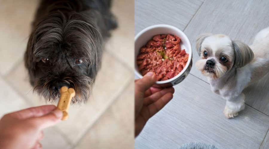 Human Hands Giving Dogs Food