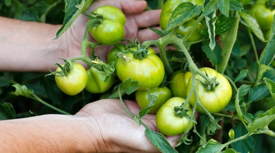 Human hand holding ripe green tomatoes.