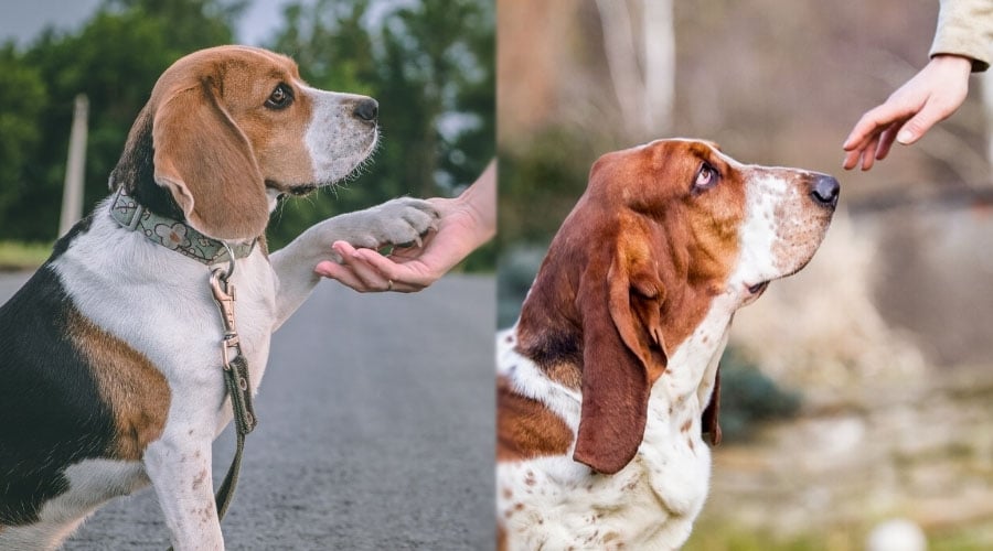 Human Hands Touching Dogs