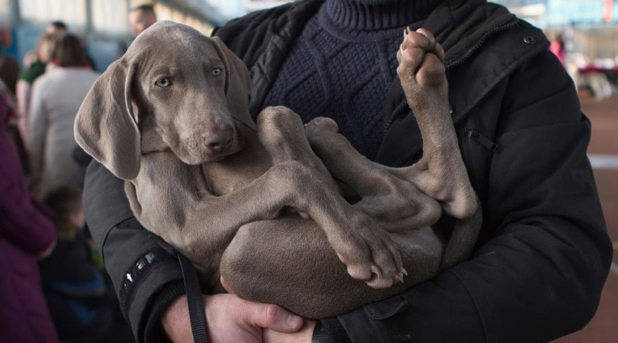 Human Holding a Young Gray Dog