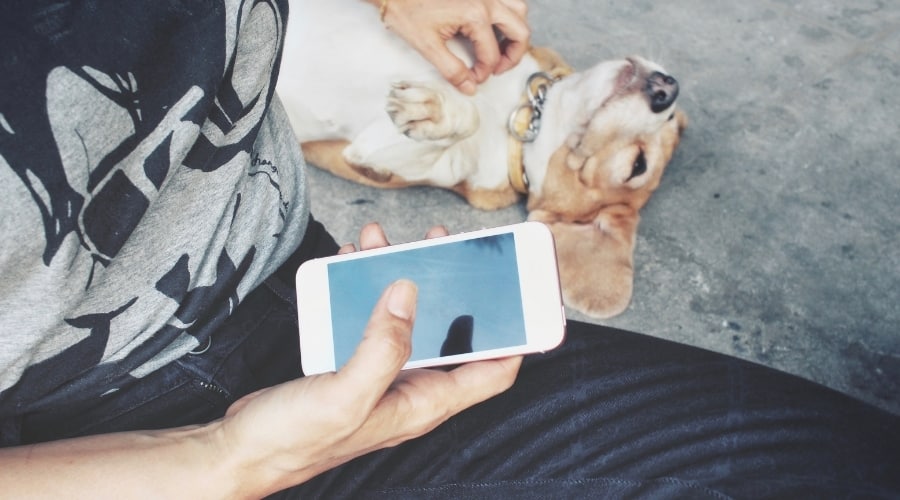Gross My Dog Just Ate Bacon Grease What Should I Do Now Canine Journal