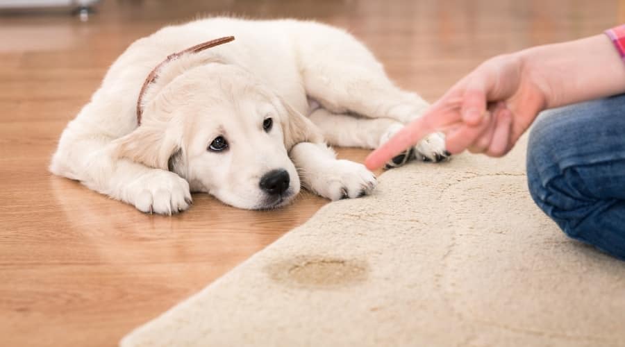 Human Scolding a Puppy for Peeing Inside