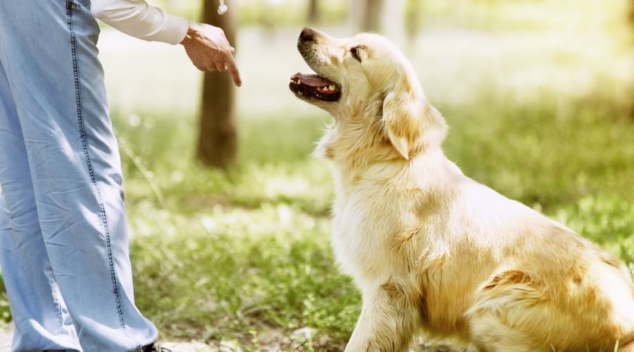 Human Training a Golden Retriever