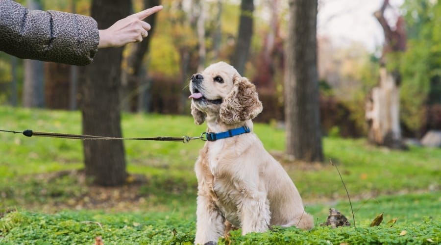 Human Training a Spaniel Dog