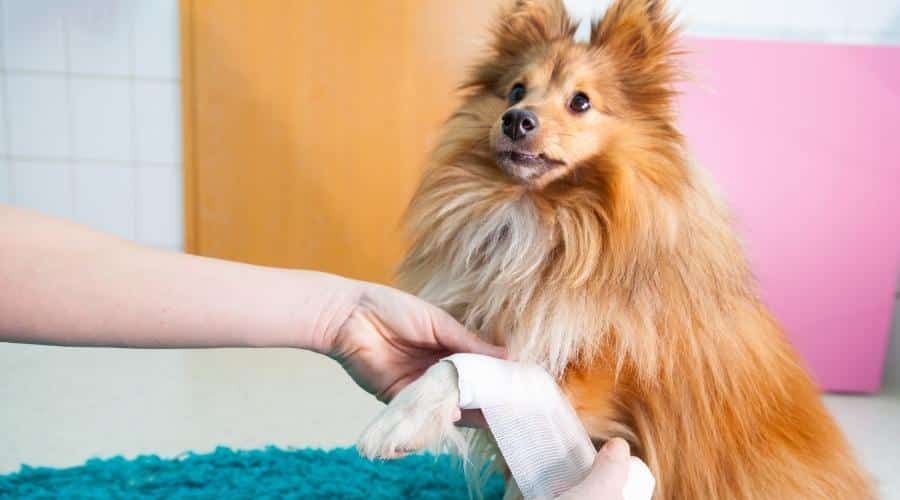 Dog with bandage.