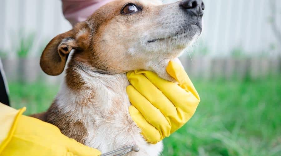 Human hands with gloves using tweezers to remove tick from dog's fur.