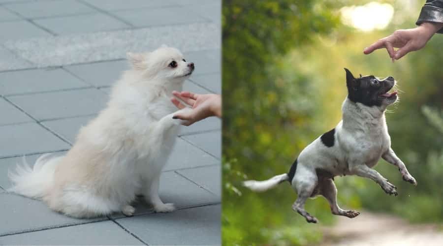 Humans Working With Dogs