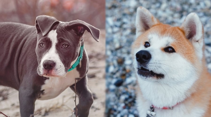 Hungry Akita and Pitbull Terrier