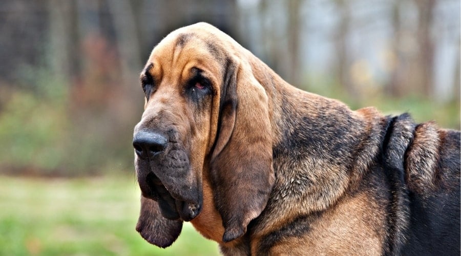 Hungry Bloodhound Looking for Food