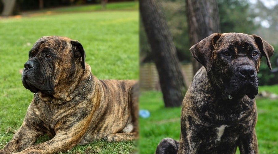 Hungry Bullmastiff and Boerboel