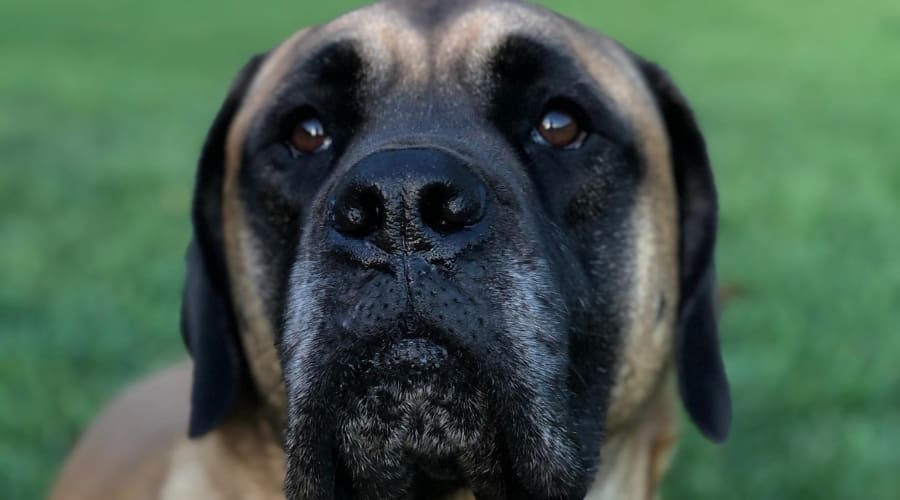Hungry Dog Looking at Camera