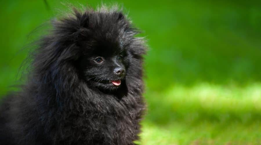 Hungry Dog Waiting For Food