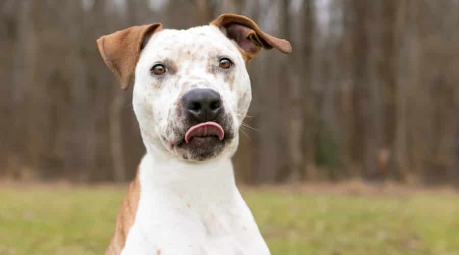 Hungry Dog Waiting on Food