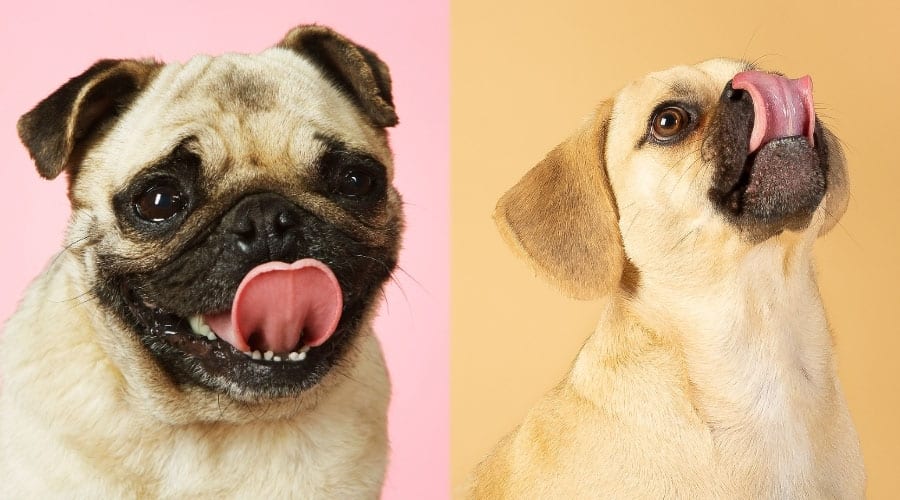 Hungry Dogs Licking Their Lips