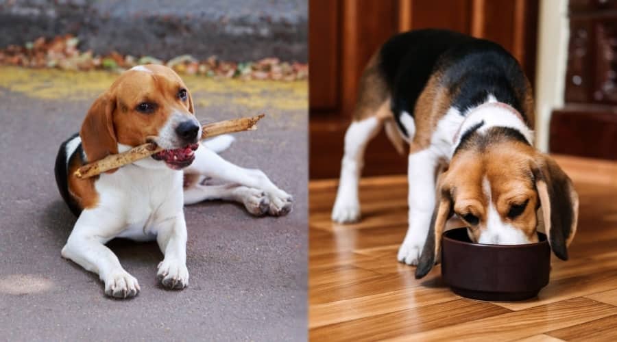 Hungry Dogs Snacking