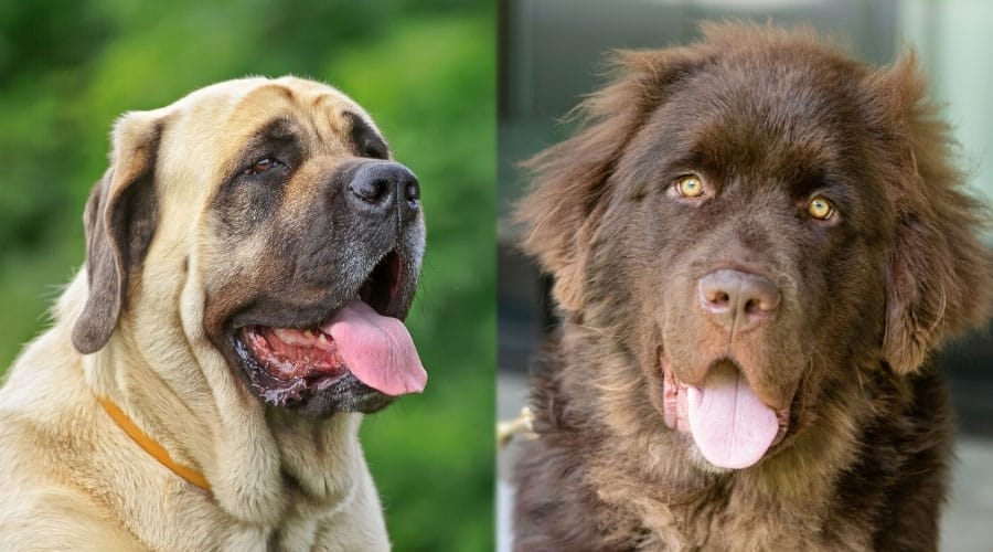 Hungry Dogs With Mouths Open
