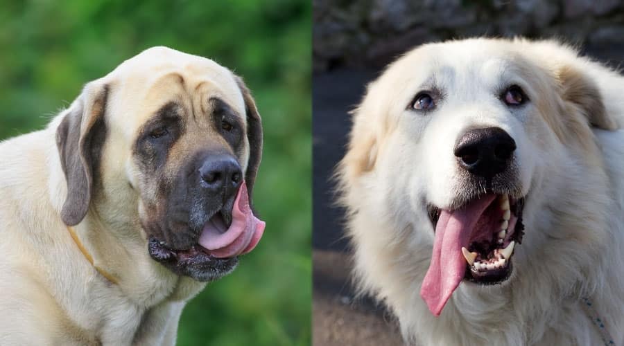 Hungry Dogs With Their Tongues Hanging Out