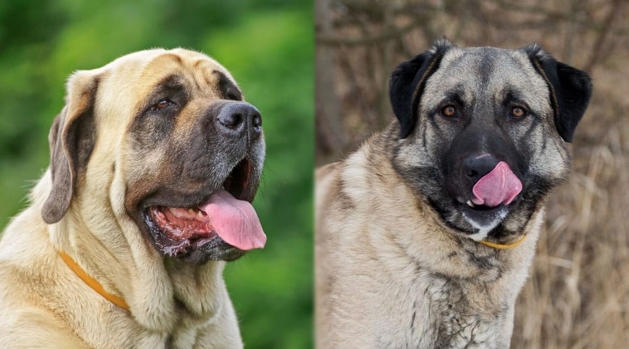 Hungry Dogs With Their Tongues Out