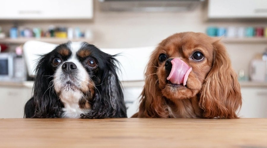 Hungry Dogs at Dinner Table