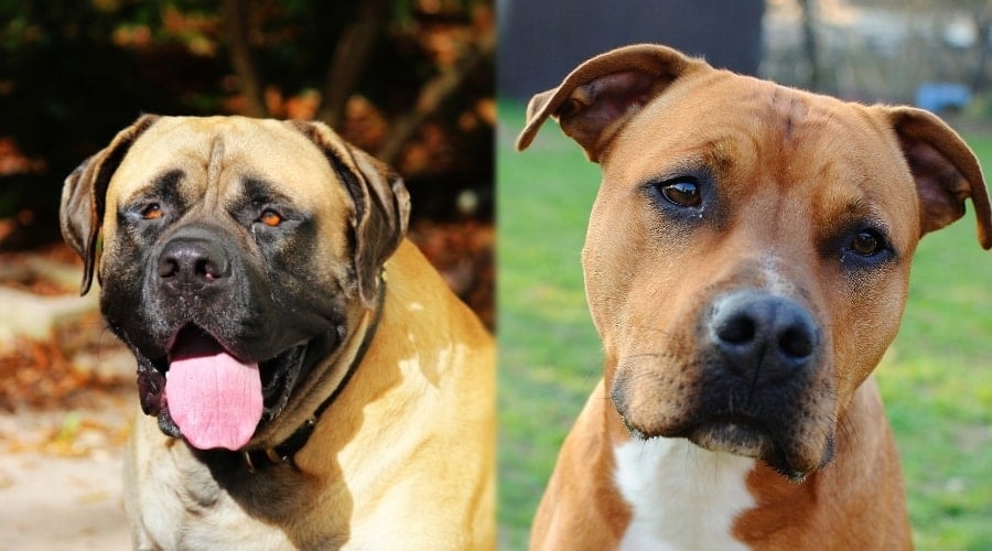 Hungry English Mastiff and Hungry Pitbull