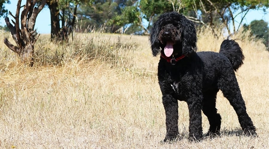 Hungry German Shepherd Poodle Mix