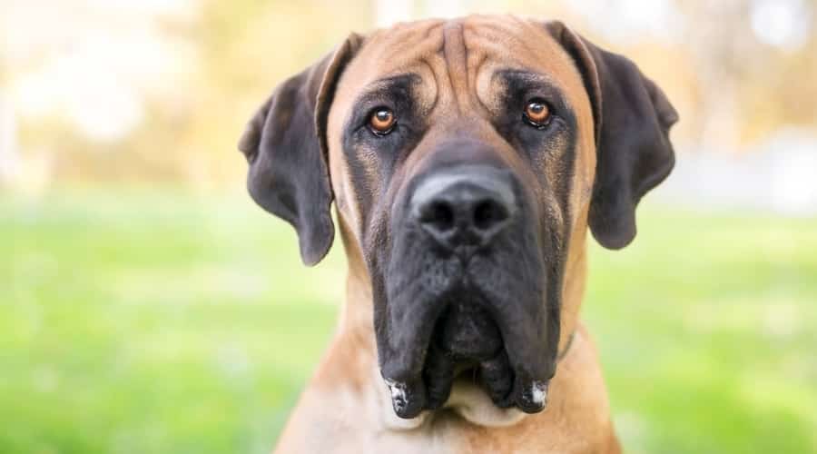 Hungry Giant Breed Dog