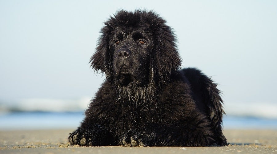 Hungry Giant Breed Dog
