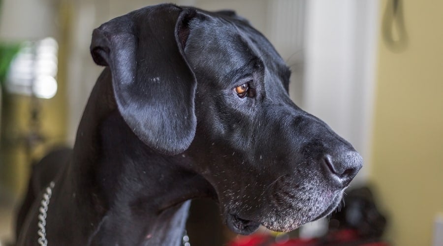 Hungry Giant Breed Needing Food