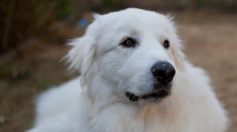 Hungry Great Pyrenees Laying Outside