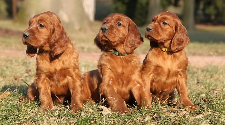 Hungry Irish Setter Puppies Wanting Food