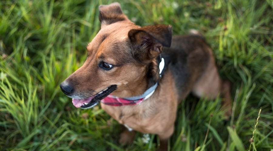 Hungry Jackshund