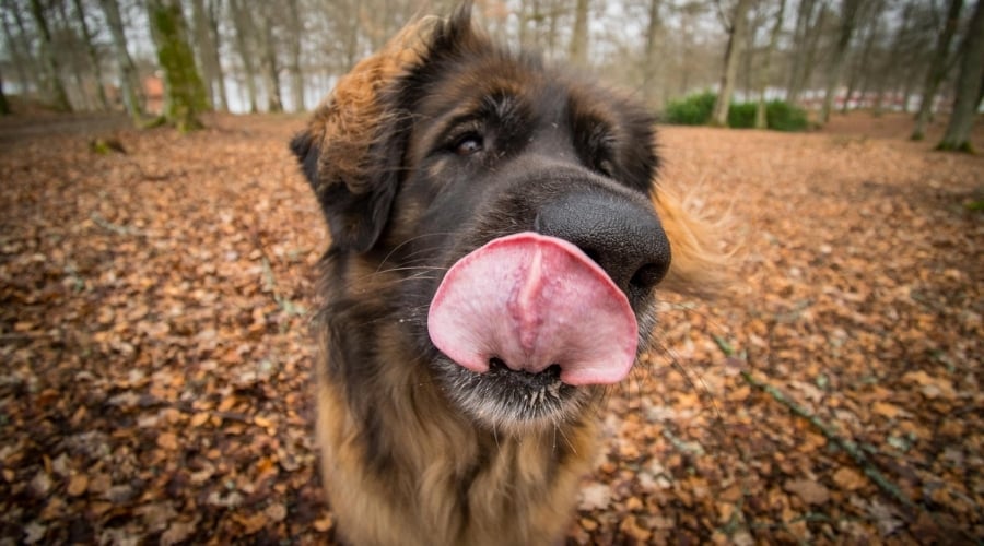 Hungry Leo Dog Outdoors
