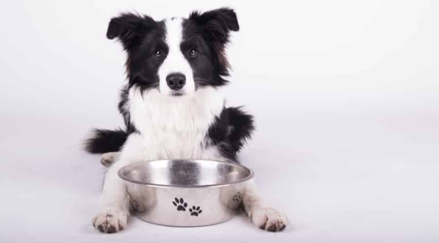 Hungry Medium Sized Dog
