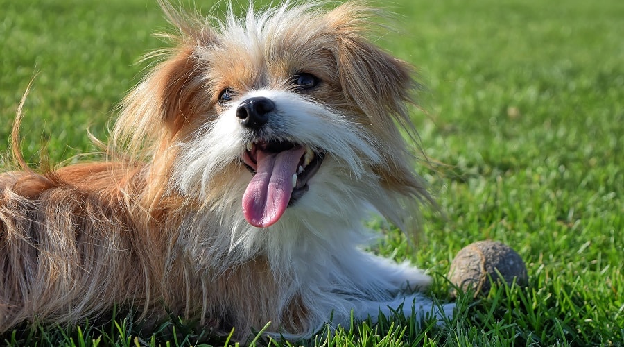 Hungry Morkie Adult Waiting For Dog Food