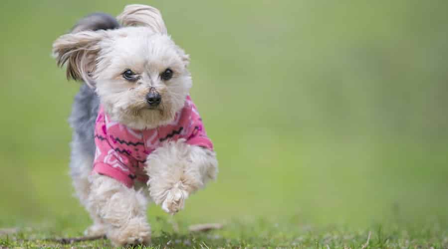 Hungry Morkie Puppy Wanting Dog Food