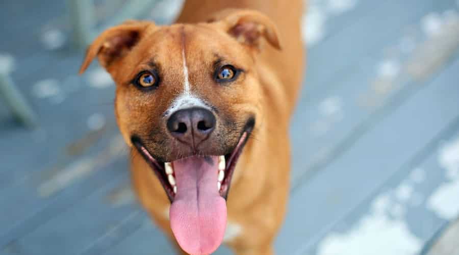 Hungry Pitbull GSD mix