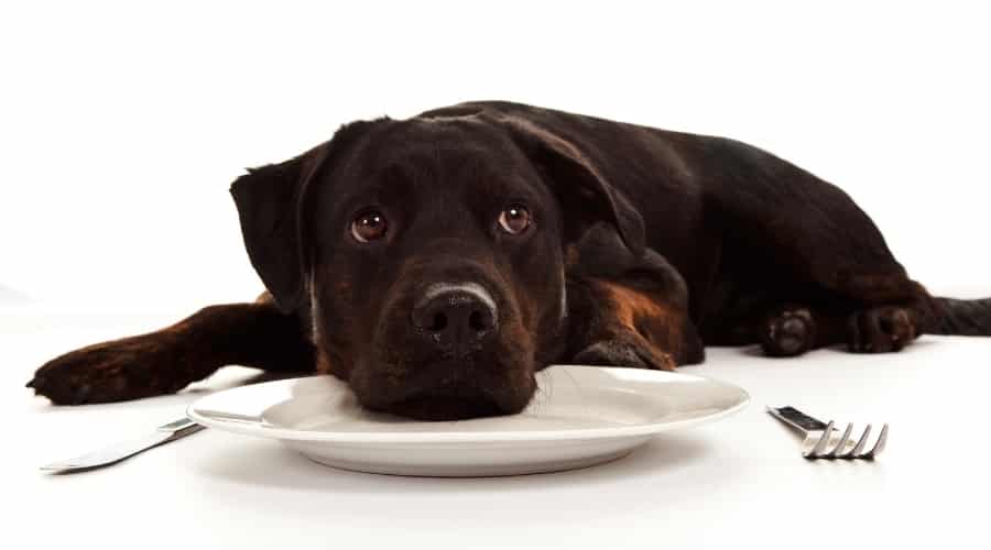 Hungry Rottador