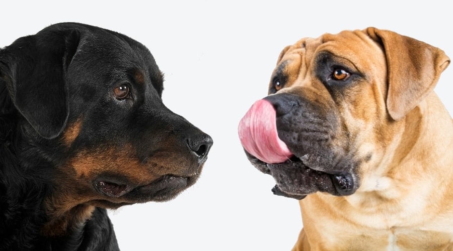 Hungry Rottweiler vs. Boerboel