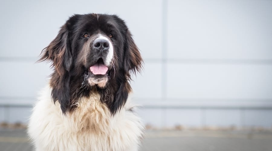 Hungry Saint Bernard Newfoundland Mix