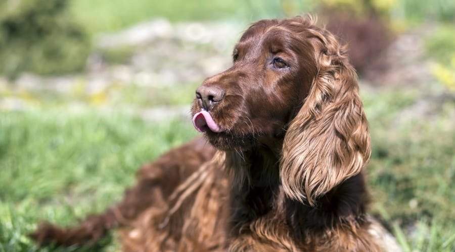 Hungry Setter Dog Outdoors