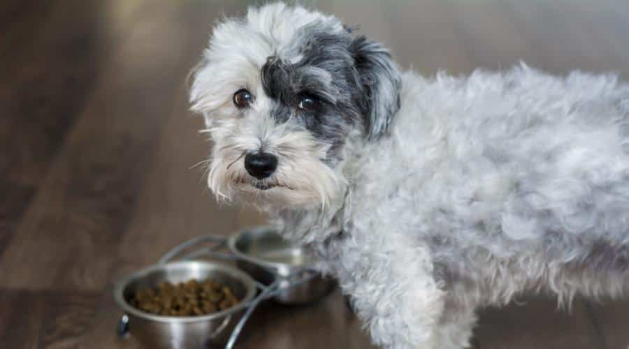 Hungry Havanese dog eating at home.