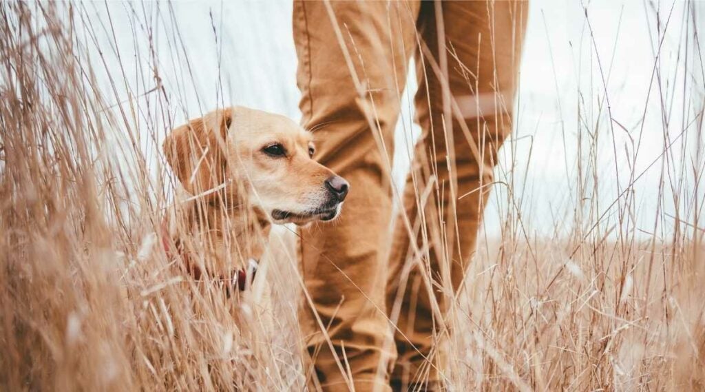 Hiker and dog standing in high grass